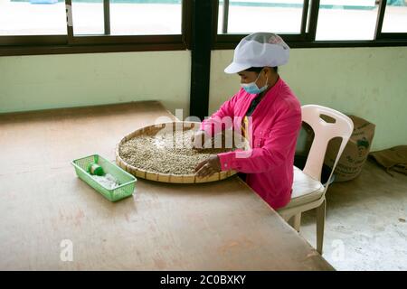 Eine indigene Akha-Frau sortiert Kaffee auf dem Doi Chaang Anwesen im Norden Thailands. Die besten Bohnen machen einen der besten Gourmet-Kaffees zur Verfügung. Stockfoto