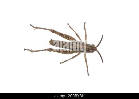 Braune Heuschrecke auf weißem Hintergrund Stockfoto