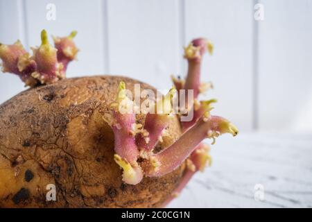 Gekeimt Kartoffeln. Sprossen geben im Frühling ein neues Leben. Arbeit am Boden. Landwirtschaft. Makroaufnahme. Hintergrund mit Platz für Text. Stockfoto