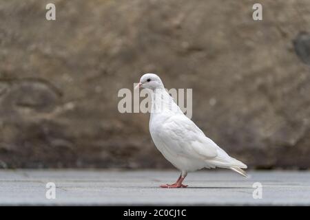 White Dove sitzt auf dem Bürgersteig in einem Bergdorf in der Nähe der Stadt Danang, Vietnam. Nahaufnahme Stockfoto