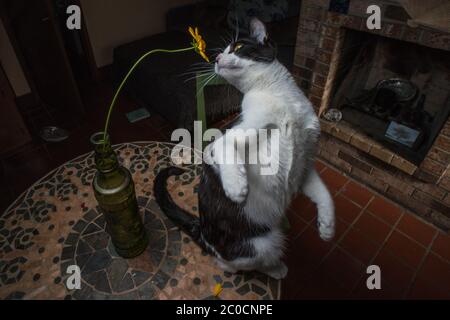 Eine Katze dreht sich um, um eine Blume zu riechen. Stockfoto