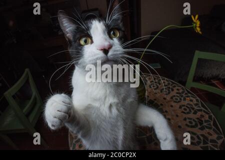 Eine schwarz-weiße Katze starrt auf die Kamera und macht Blickkontakt. Stockfoto