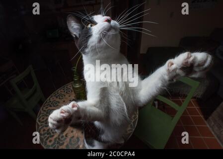 Eine schwarz-weiße Katze, die nach oben blickt, mit Pfoten nach außen. Stockfoto