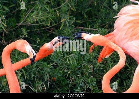 Zwei verspielte rosafarbene amerikanische Flamingos aus der Nähe Stockfoto