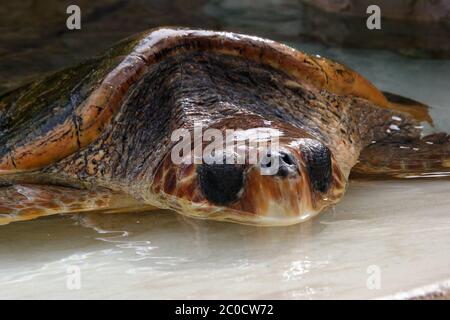 Teilweise untergetaucht Kopf einer Schildkröte, Nahaufnahme Stockfoto
