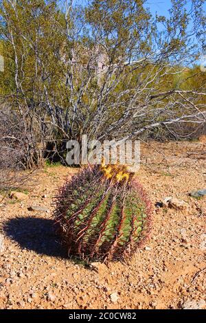 Fasskaktus mit gelber Blüte in der Wüste von Arizona Stockfoto