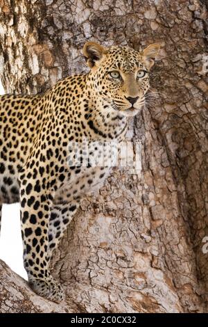 Ein erwachsener Leopard mit langen Schnurrhaaren steht in einem Baum im Samburu Reserve Kenya Stockfoto