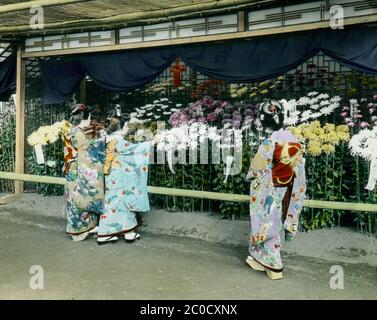 [ 1900er Japan - Chrysantheme Ausstellung ] - drei junge Frauen bewundern Blumen auf einer Chrysantheme Ausstellung (菊花展) in Yokohama, Präfektur Kanagawa. Der private Garten befand sich auf dem Gelände einer Villa in Nogeyama, die einer reichen Handelsfamilie gehörte. Zweimal im Jahr wurde der Garten für die Öffentlichkeit geöffnet und die Menschen würden Schlange stehen, um die Pflaumenblüte im Frühjahr und die Chrysanthemen im Herbst zu bewundern. Vintage-Glasrutsche aus dem 20. Jahrhundert. Stockfoto