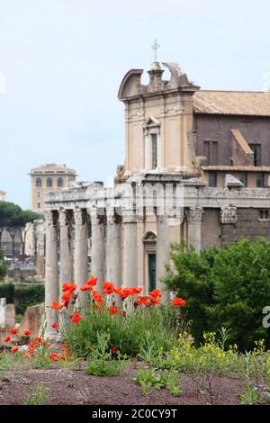 Tempel von Antoninus und Faustina im Forum Romanum, mit roten Mohnblumen im Vordergrund Stockfoto