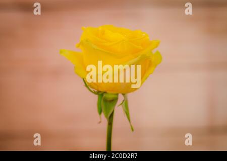 Nahaufnahme Makro von Pfirsich Stardust Rosen Vielfalt, Studio-Aufnahme. Gelbe Blüten Stockfoto