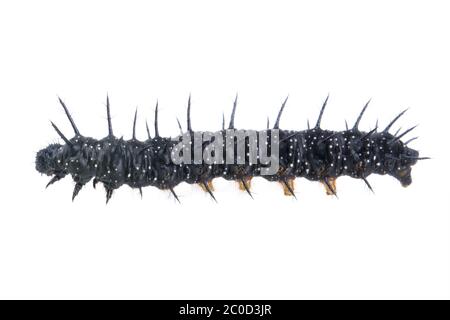 Caterpillar schwarz mit weißen Flecken auf einem weißen Hintergrund Stockfoto