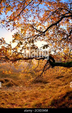 Sonnenschein durch Äste im Herbst Stockfoto
