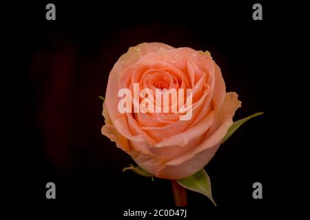 Nahaufnahme Makro-Foto von Peach Tiffany Rosen Vielfalt, Studio-Aufnahme. Stockfoto