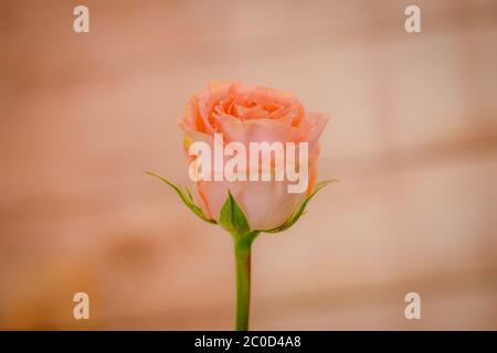 Nahaufnahme Makro-Foto von Peach Tiffany Rosen Vielfalt, Studio-Aufnahme. Stockfoto