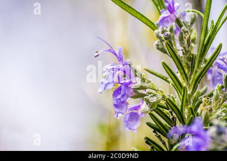 Nahaufnahme der violetten Rosmarinblüten; Salvia rosmarinus, allgemein bekannt als Rosmarin, ist ein aromatischer immergrüner Strauch, der im Mittelmeerraum beheimatet ist; Stockfoto