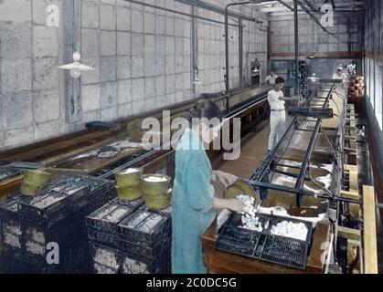 [ 1900er Japan - Japanese Silk Factory ] - kochende Kokons zum Aufspalten von Seide in einer Seidenfabrik. Originaltitel: 656 Kokons zum Spinnen der Vintage-Glasrutsche des 20. Jahrhunderts kochen. Stockfoto