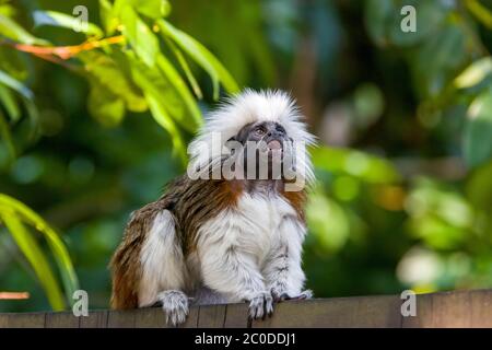 Ein Foto aus der Nahaufnahme eines Tamarin aus Baumwolle. Einer der kleinsten Primaten. Leicht erkennbar an dem langen, weißen Sagittalkamm, der sich von seiner Stirn erstreckt. Stockfoto