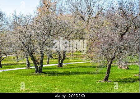 Verbreitung Weißdornbäume in Stadtpark Stockfoto
