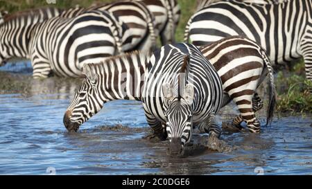 Eine Gruppe Zebras, die Wasser am Mara River trinken, mit einem Nahaufnahme-Kopf auf Aufnahme eines erwachsenen Zebras in Masai Mara Kenia Stockfoto