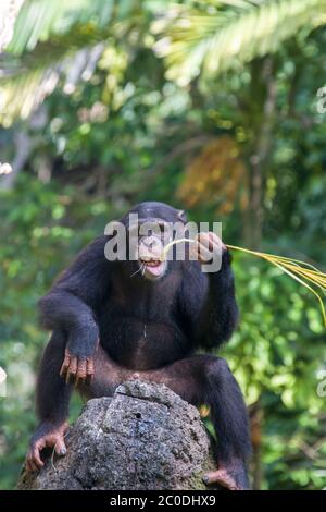 Ein Schimpanse sitzt auf dem Felsen und verwendet ein Stroh als Werkzeug, um das Essen aus dem Loch auf dem Felsen zu bekommen. Der Schimpanse ist eine Art von großen Affen. Stockfoto