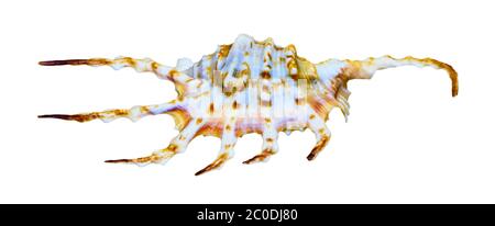 Schale der Orange Spider Conch oder Lambis crocata Stockfoto