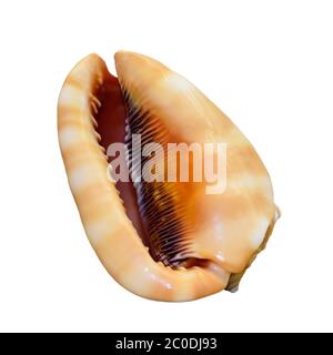 Schale aus Cypraecassis Rufa oder Bullmouth Helm Stockfoto