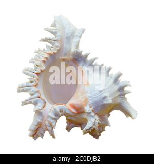 Schale von Chicoreus Ramosus, Ramose Murex Stockfoto