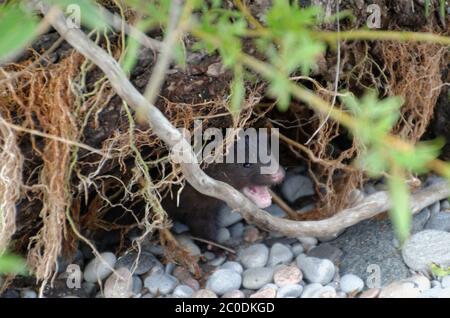 Juvenile American Mink (Neovison vison) versteckt sich zwischen Treibholz auf einem Strand nach Mutter rufen Stockfoto