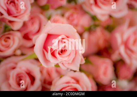 Nahaufnahme Makro von Pink Majolica Spray Rosen Vielfalt, Studio-Aufnahme. Stockfoto