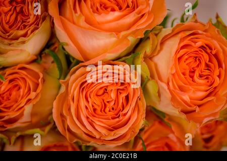 Nahaufnahme Makrofoto von Country Home Rosen Vielfalt, Studio-Aufnahme. Gartenrosen Stockfoto