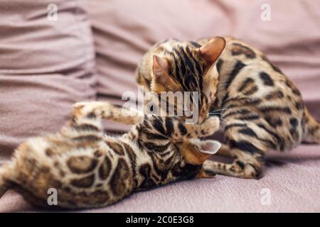 Zwei niedliche bengal Kätzchen spielen und kämpfen auf der Couch. Stockfoto