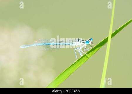 Blaue Libelle auf einem grünen Grashalm Stockfoto