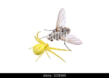 Grüne Spinne, die auf weißem Hintergrund fliegt Stockfoto