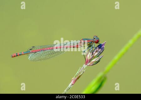 Rote Libelle auf einem Grashalm sitzend Stockfoto