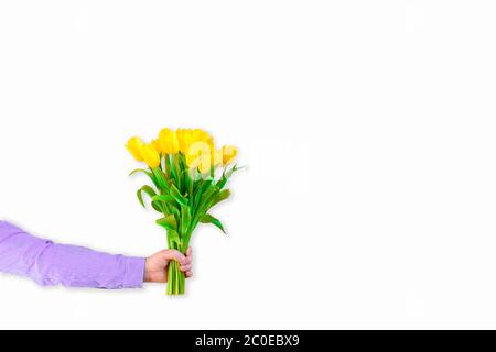 Hand des Mannes, der einen schönen Blumenstrauß mit gelben Tulpen auf weißem Hintergrund hält. Blumen zum Geschenk. Platz für Text. Isoliert auf dem weißen. Stockfoto