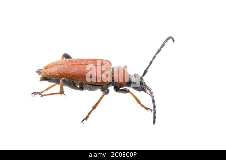 Rusty Käfer auf weißem Hintergrund Stockfoto