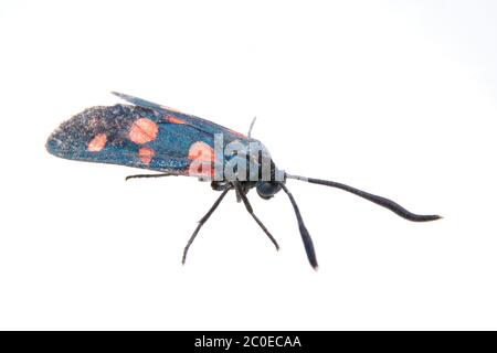 Schwarzer Schmetterling mit roten Punkten auf weißem Hintergrund Stockfoto