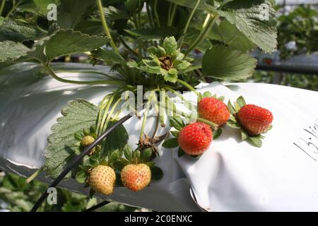 Malaysische Erdbeere Stockfoto