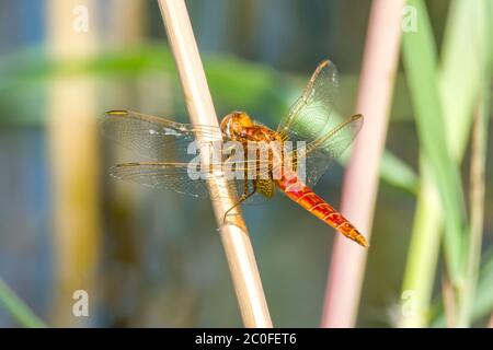 Große Libelle auf dem Schilfteich im Naturschutzgebiet Stockfoto