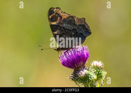 admiral Butterfly sammelt Nektar auf einer Distelblume im Naturschutzgebiet Stockfoto