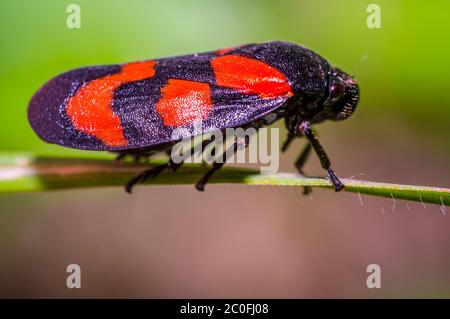 Blut Zikade auf grünem Gras in der frischen Jahreszeit Natur Stockfoto