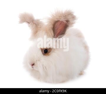 Angora vor weißem Hintergrund Stockfoto