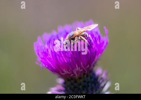 Große Wespe in meinem Soisongarten Stockfoto