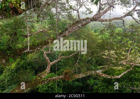 Luftlandschaft des Amazonas-Regenwaldes von innen gesehen ein Ceiba-Baum mit vielen Bromelien an den Zweigen, Yasuni Nationalpark, Ecuador. Stockfoto