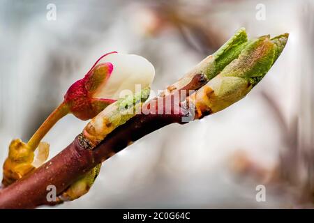 Apfelblüte im Frühling Stockfoto