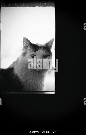 Schwarz-weiße Katze schaut durch die Fenstertür. Norwegisches Waldkatzenportrait. Stockfoto