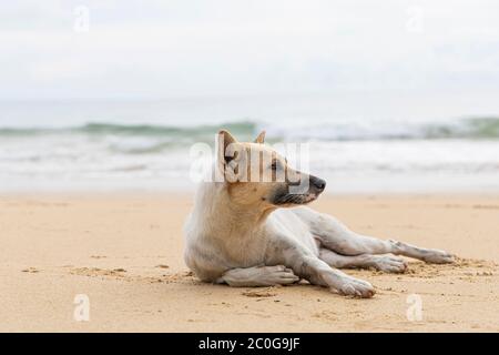 Obdachloser Hund am braunen Sandstrand. Heimatloser Hund, der sich am braunen Sandstrand entspannt. Stockfoto