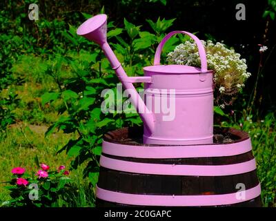 Bemalte rosa alte Gießkanne Dekoration in Blumentopf verwandelt. Üppig grünen Garten im Sommer. Frisches Laub. Retro-Stil. Helle bunte Blumen. Stockfoto