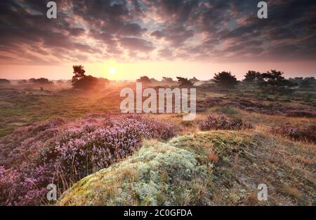 Atemberaubender nebliger Sonnenaufgang über Dünen mit Heidekraut Stockfoto