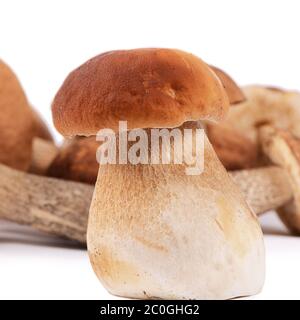 Die rohen Boletus Edulis isoliert auf weiss Stockfoto